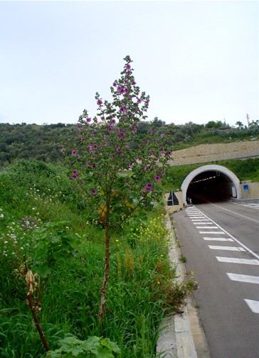 Malva arborea / Malvone maggiore
